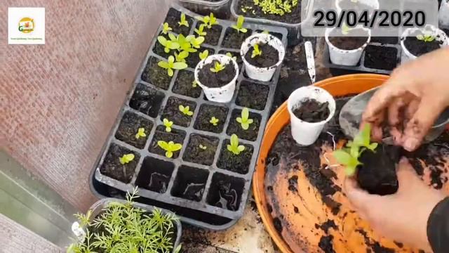 Growing Zinnias from seeds to flowers ~ How to grow zinnias in a pot for more flowers смотреть онлайн