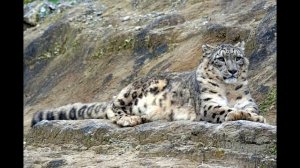 Звук рычания снежного барса