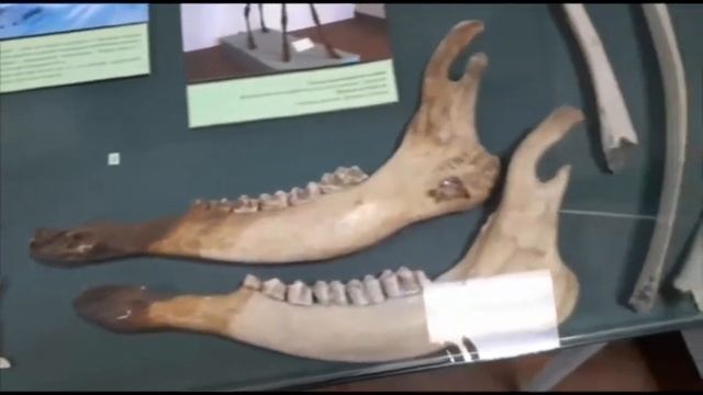 Большерогий олень на выставке «Ископаемые животные Южного Зауралья» смотреть онлайн