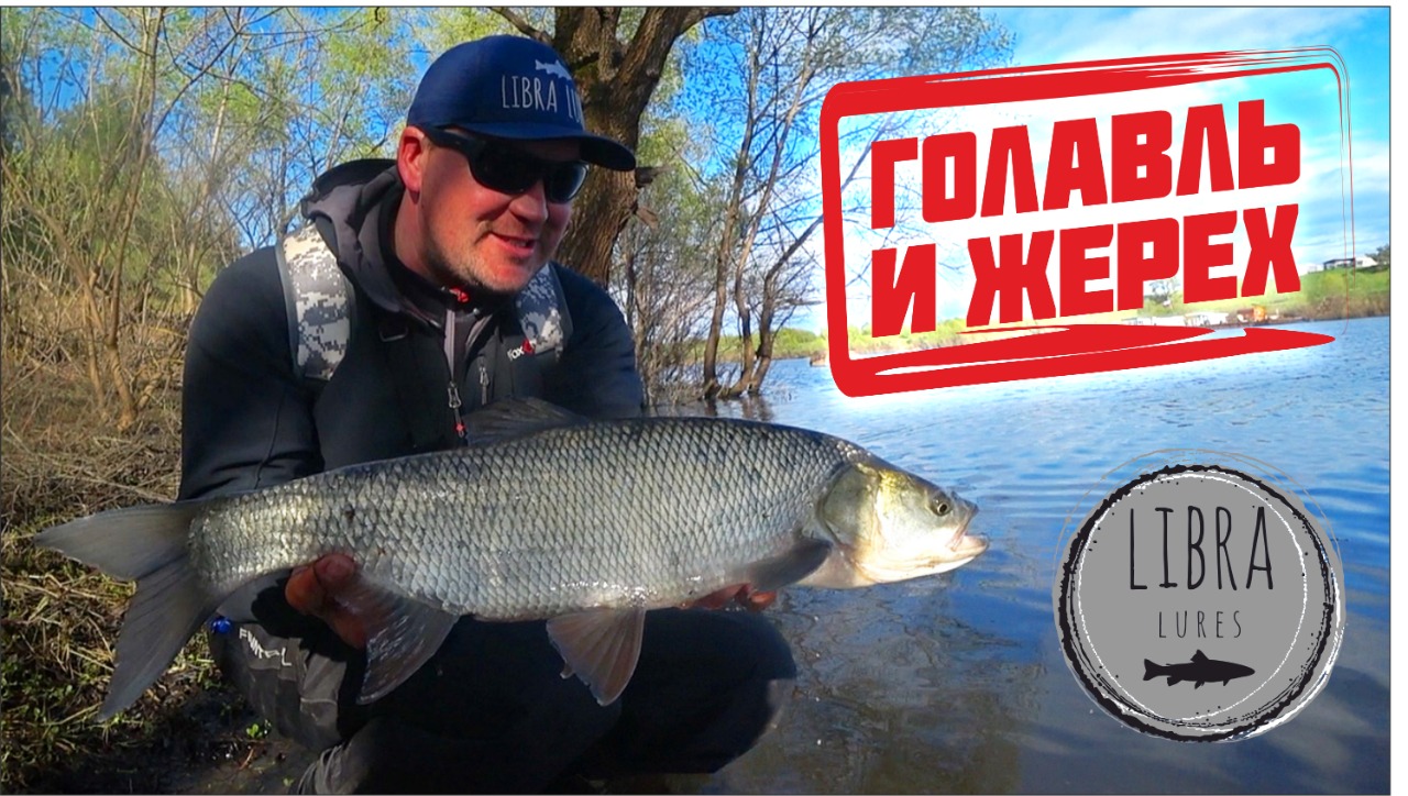 Жерех и голавль на личинки Libra Lures
