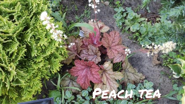 Гейхера сорт peach tea окрас листьев в конце июня смотреть онлайн