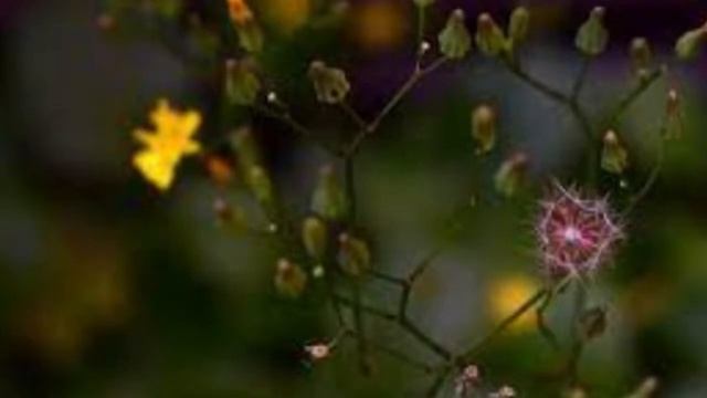 Твардовский А.Т. "На дне моей жизни" смотреть онлайн