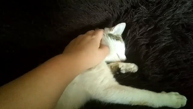 Глажу свою кошку Эри под музыку. смотреть онлайн