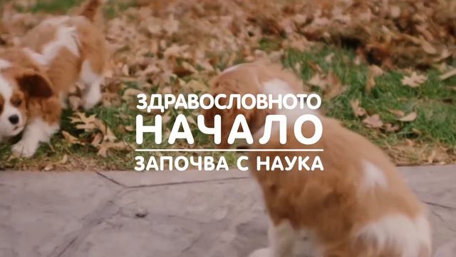 Hill's осигурява най-добрия старт за Вашето кученце! смотреть онлайн