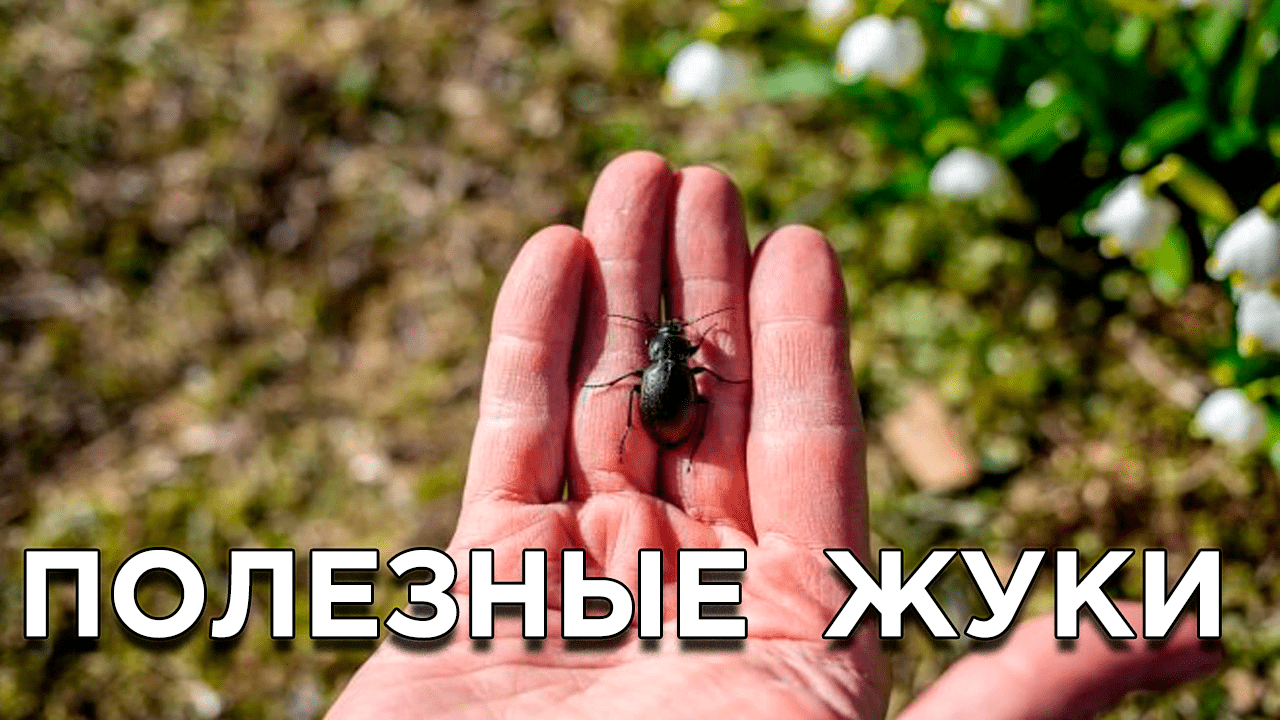 Этих жуков не стоит истреблять в саду, огороде и на цветах