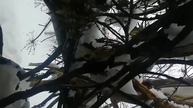 БЕРЛОГА МЕДВЕДЯ ВНУТРИ. ПОДПИСЫВАЮСЬ В ОТВЕТ. смотреть онлайн