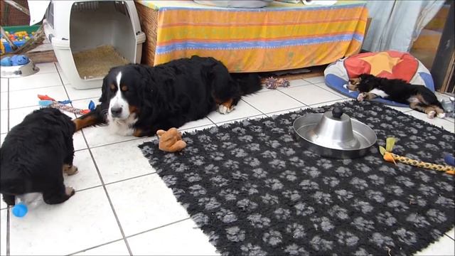 Berner Sennenhund Welpen Wurf GII Tag 42 Part 1 смотреть онлайн