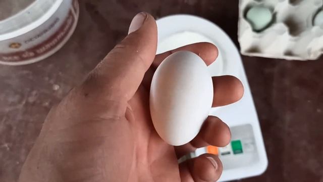 Породистые куры несущее цветные яйца смотреть онлайн