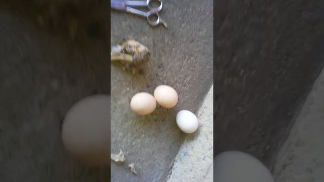 Бозбанчалла, колдовство смотреть онлайн