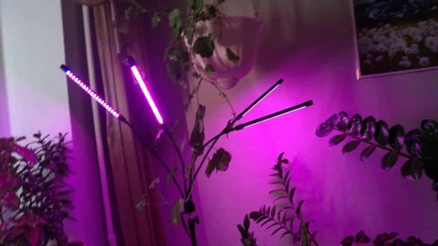 ФИТОЛАМПА ДЛЯ РАСТЕНИЙ. Красиво). три световых режима. смотреть онлайн
