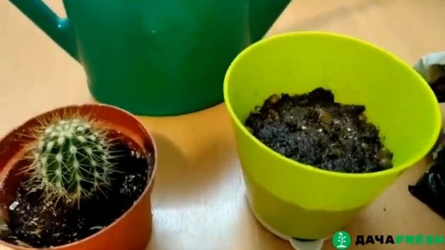 Пересадка кактусов. смотреть онлайн