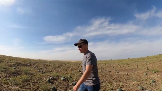 Арбуз Холодок ???