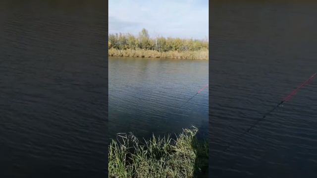 Кумженский водоём, пробуем рыбачить. смотреть онлайн