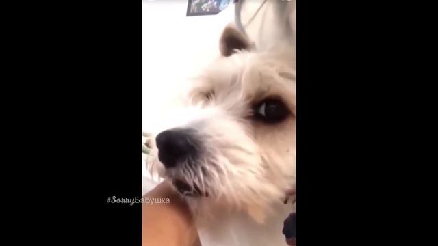 Реакция собаки на кашель хозяйки смотреть онлайн