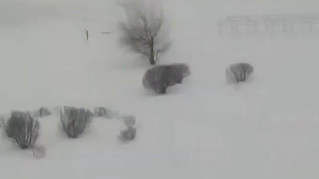 Размножаем иву черенками. смотреть онлайн