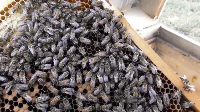 СОЕДИНЯТЬ СЕМЬИ ЕЩЕ РАНО. смотреть онлайн