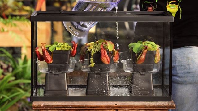 The Ultimate Nepenthes Care Guide - Beginner Setup смотреть онлайн