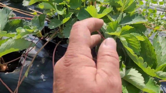 Кассетная рассада клубники! Самый простой способ выращивания! смотреть онлайн