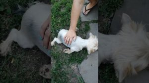 Судороги у Йорка.К кому обратится и как лечить???