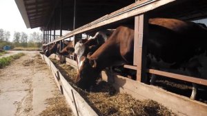 Семейная Ферма- что это ?? Как её вывести в Плюс?? Зачем их нужно Развивать в России?КФХ "ГЕРЕФОРД"