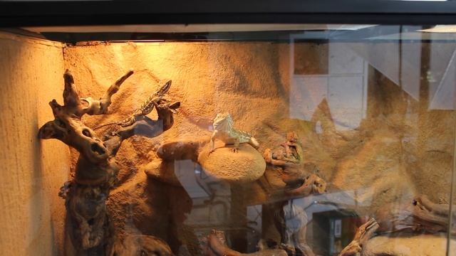 Je teste la LAMPE D3 BASKING 100W Arcadia - UV pour les reptiles смотреть онлайн