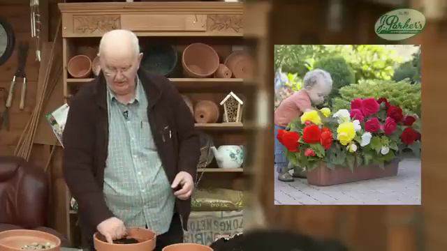How to Plant Double Begonias: Summer Garden Guide смотреть онлайн