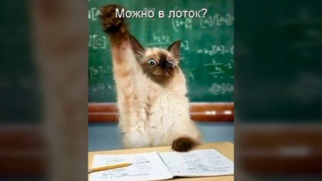 Топ 15 самых смешных катят смотреть онлайн