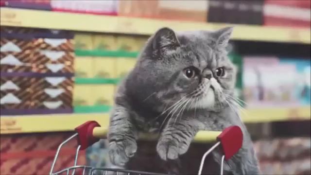 лучшие приколы с котами и кошками за неделю #4 смотреть онлайн