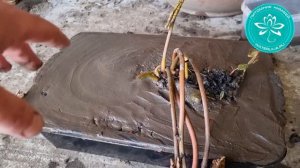 Правильная пересадка в пруд укоренённых саженцев нимфеи (Водные лилии, Кувшинка)