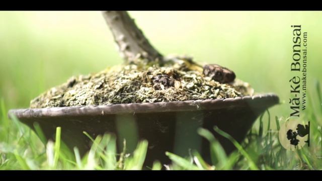 134) Lawson Cypress - Chamaecyparis lawsoniana not a recommended bonsai tree for beginners смотреть онлайн