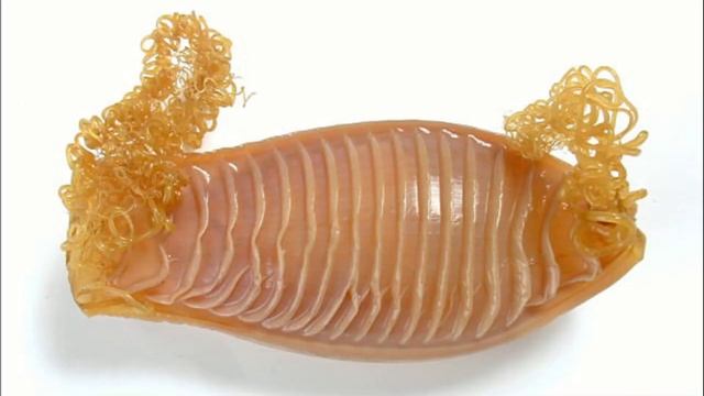 Facts: The Australian Swell Shark (Draughtboard Shark) смотреть онлайн