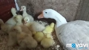 Вывод у гусыни/подселяем гусят/