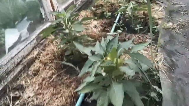 Что такое пасынки и как их удалять. смотреть онлайн