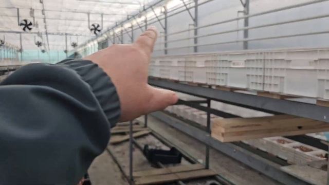 Бизнес на тюльпанах и гортензии. Опыт от @user-mt6rl7zj7d Белтюльпан смотреть онлайн