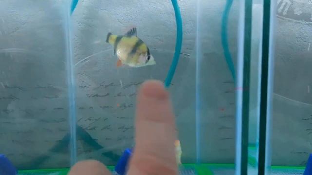 Барбус, разведение. смотреть онлайн