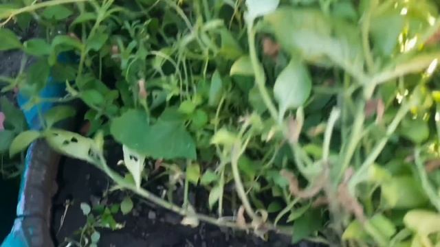 СРОЧНО ВЫБРАСЫВАЮ ПЕТУНИЮ. ЯДОВИТАЯ ПОВИЛИКА ОПЛЕТАЕТ МОЮ ПЕТУНИЮ. смотреть онлайн