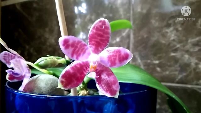 Phal. Yang Yang Gigan Cherry × German Vincent var. blue. Обзор домашнего цветения. смотреть онлайн