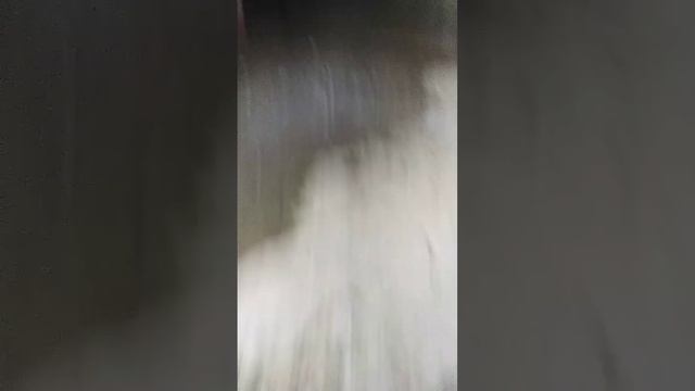 так начнем как пропала кошка она сильно мяукала у дверей а потом я отпустила а теперь ее нету что Д