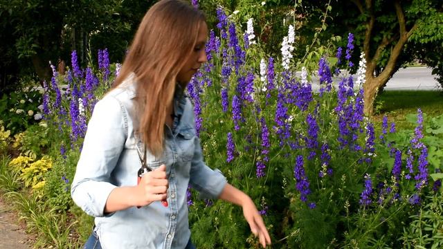 How to grow and harvest larkspur for fresh or dried arranging // Northlawn Flower Farms