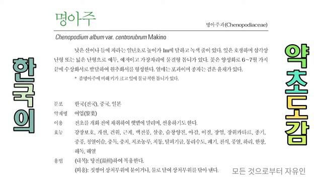 한국의 약초도감 마항목, 마 - 밀 смотреть онлайн