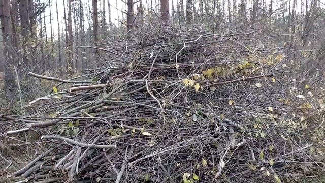 Вырубка и расчистка канавы в Вырице, Гатчинский район. ТЕЛ. 8 (911) 141-81-47 ( Дмитрий ) смотреть онлайн