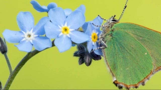 Forget Me Not Day (November 10), Activities and How to Celebrate Forget Me Not Day смотреть онлайн