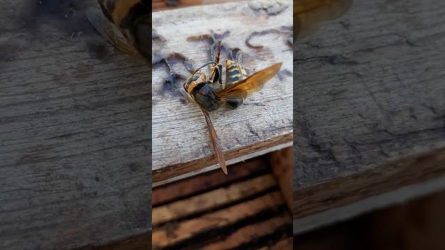 хищник..убийца пчёл..пчёлы..жизнь пчёл.. смотреть онлайн