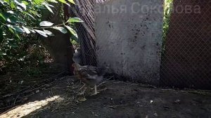 МЕШАНКА ДЛЯ ЦЫПЛЯТ/Чем кормить цыплят/КАК кормить ЦЫПЛЯТ, чтоб росли быстро и были здоровыми