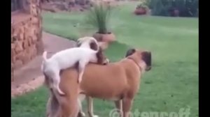 Собаки трахаются в дебильной обработке (канги собака)