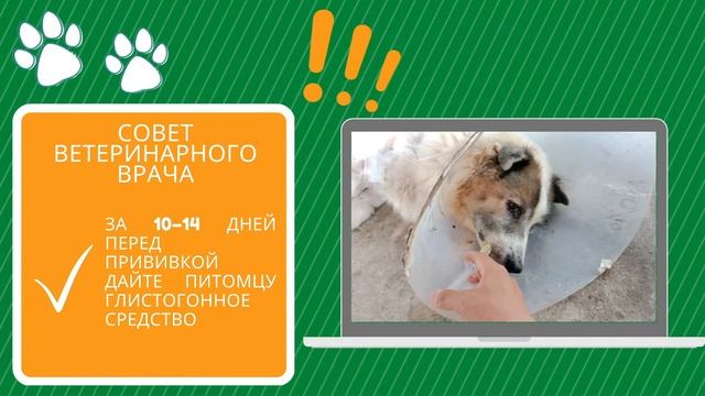 Подготовка собаки к весне смотреть онлайн
