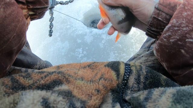Рыбалка на Рыбинском водохранилище со льда. Часть 3: поиск судака и ловля окуня . смотреть онлайн