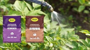 Внекорневая подкормка картофеля