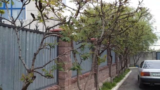 Г. КАСКЕЛЕН. ЗА ПОКУПКАМИ. КАК ПЕКУТ ЛЕПЕШКИ В ТАНДЫРЕ. смотреть онлайн