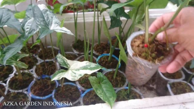 Eps 261 Update Stek SYNGONIUM Stek 1 Ruas Anti Gagal !! 100% Hidup !! смотреть онлайн